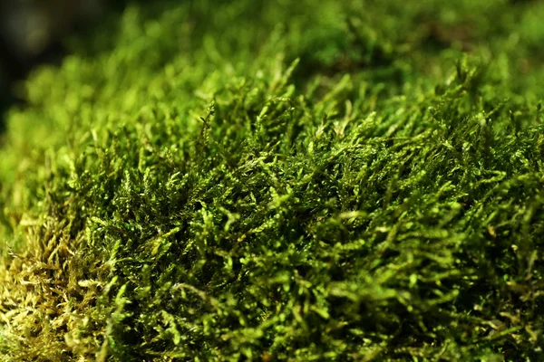 Grama verde, close-up — Fotografia de Stock