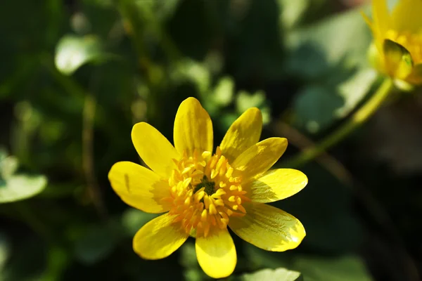 Yellow flower, outdoors, closeup — Stock Photo, Image