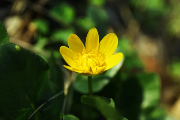 Gul blomma, utomhus, närbild — Stockfoto