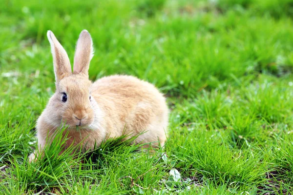 草で小さいウサギ — ストック写真