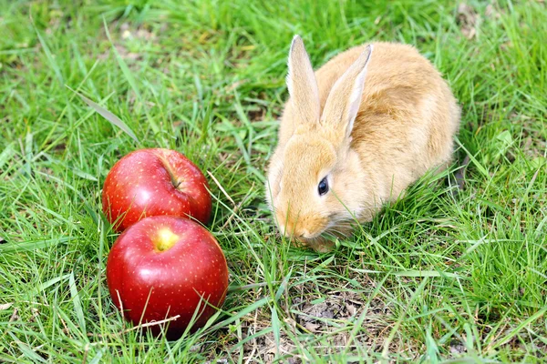 Hase mit Apfel im Gras — Stockfoto