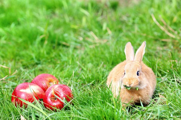 Hase mit Apfel im Gras — Stockfoto