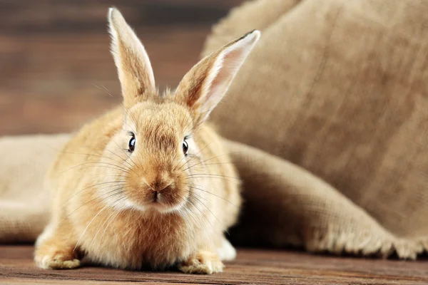 Weinig cute konijn — Stockfoto