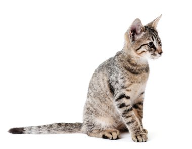 Beyaz tenli şirin kedi yavrusu.