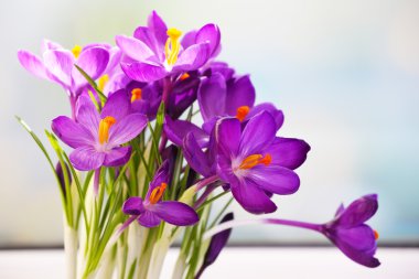 Işık arka plan üzerinde mor Çiğdem