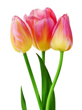 beyaz izole renk laleler