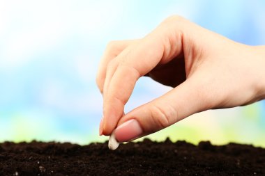 Female hand planting white bean seed in soil on blurred background clipart