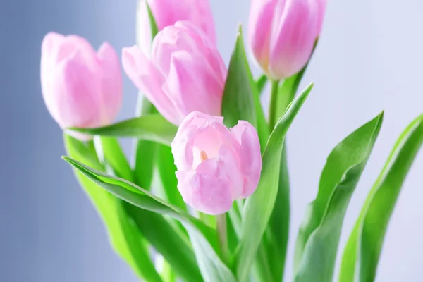 Beautiful pink tulips on light background — Stock Photo, Image