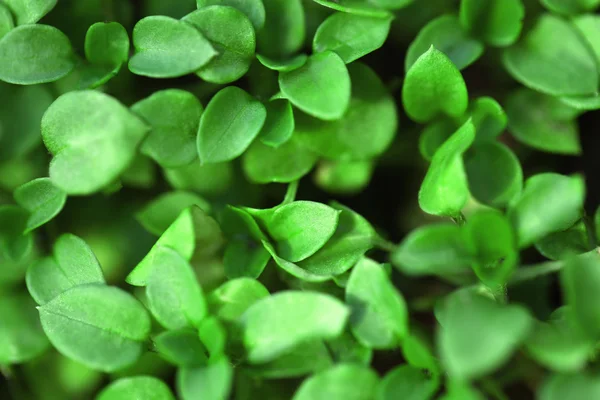 Hojas verdes fondo — Foto de Stock