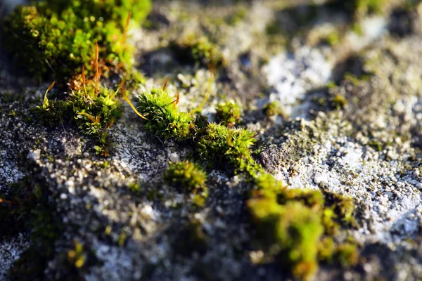 Grünes Moos auf Steinhintergrund — Stockfoto