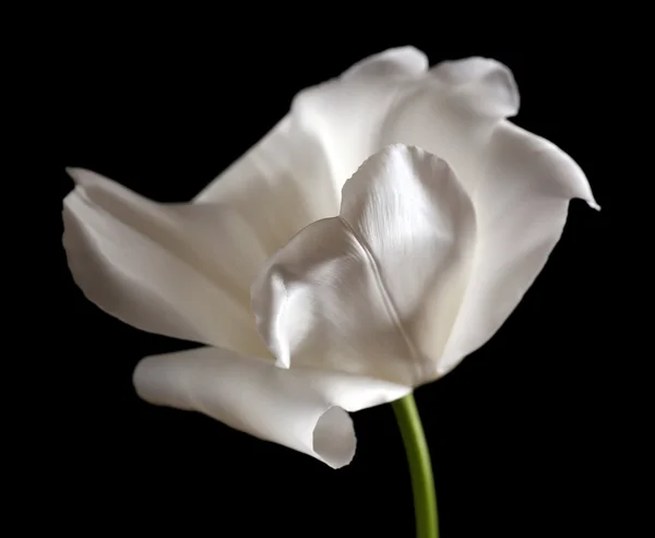 Belle tulipe blanche sur fond noir — Photo