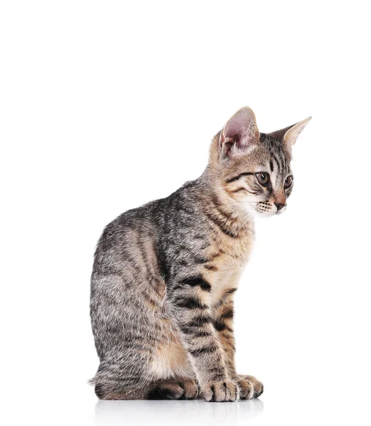 Gatinho bonito isolado em branco — Fotografia de Stock