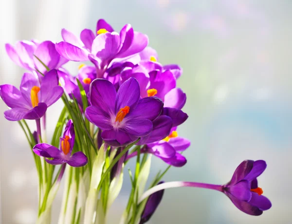 Paarse crocus bloemen op vensterbank — Stockfoto