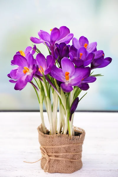 Paarse crocus bloemen op vensterbank — Stockfoto