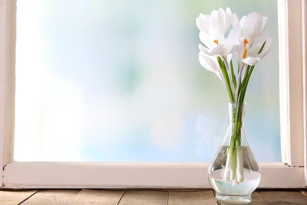 Bílá váza crocus — Stock fotografie