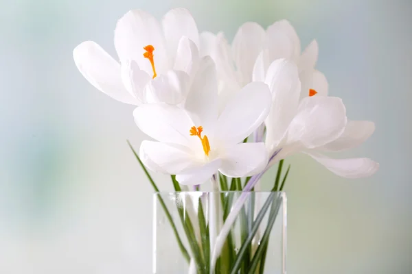 White crocus flowers in glass vase — Stock Photo, Image