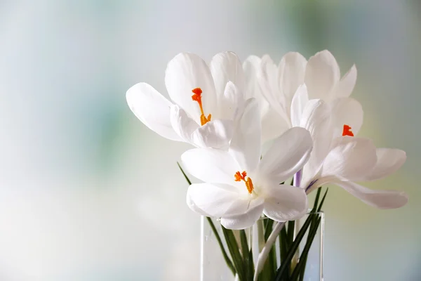 Flores brancas de croco em vaso de vidro — Fotografia de Stock