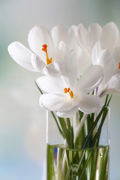 White crocus flowers in glass vase — Stock Photo, Image