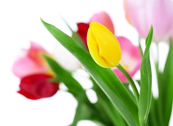 Frischer Strauß mit Tulpen — Stockfoto