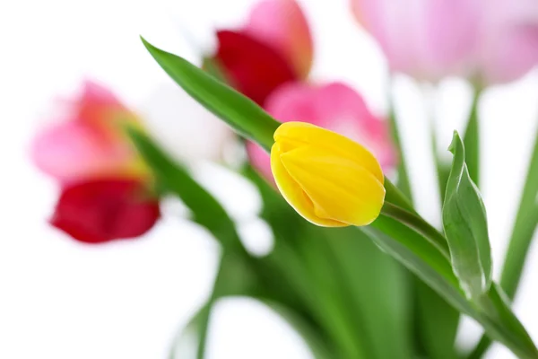 Frischer Strauß mit Tulpen — Stockfoto