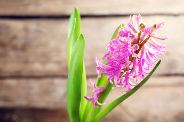 美丽的风信子花，木制背景 — 图库照片