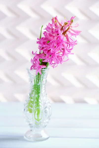 Beautiful hyacinth flower in vase — Stock Photo, Image