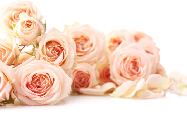 Bouquet of beautiful fresh roses — Stock Photo, Image