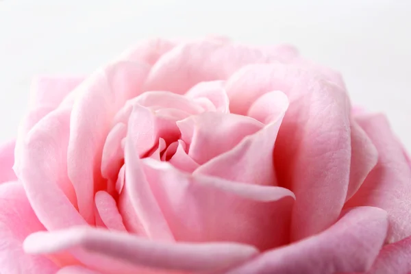 Beautiful fresh rose, closeup — Stock Photo, Image