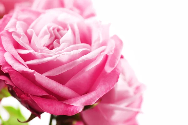 Bukett med vackra färska rosor — Stockfoto