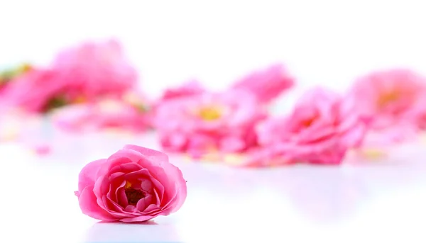 Beautiful pink rose petals isolated on white — Stock Photo, Image