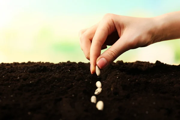 Mão plantando sementes de feijão no solo — Fotografia de Stock