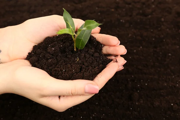 Самка горстка почвы с небольшим зеленым растением — стоковое фото