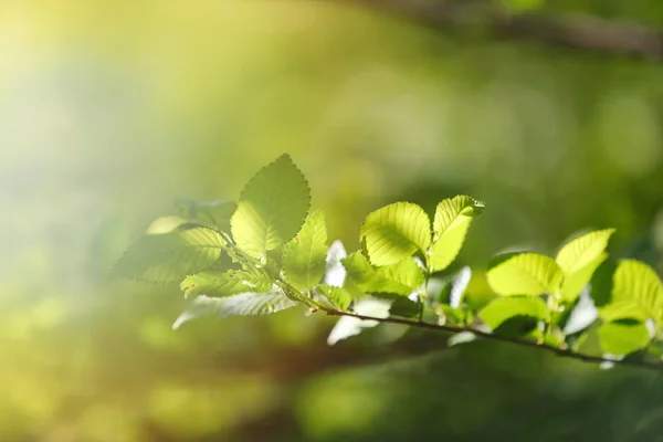 Hermosa ramita de árbol con rayos de sol —  Fotos de Stock
