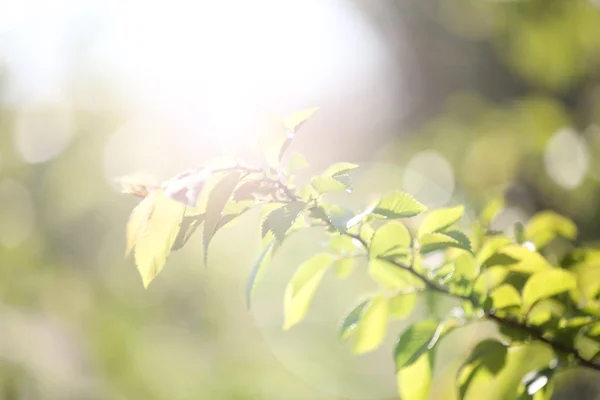 Όμορφο δέντρο κλαδί με ακτίνες του ήλιου — Φωτογραφία Αρχείου
