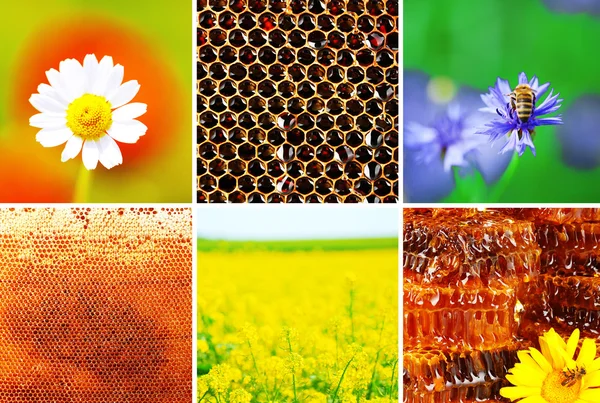 Бджільництво колаж — стокове фото