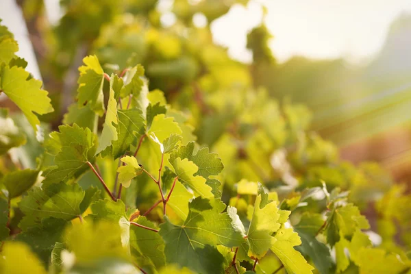 Grape lämnar med solstrålarna — Stockfoto