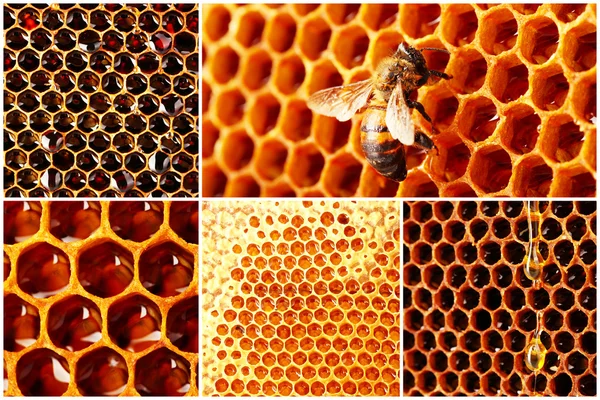 Пчеловодческий коллаж — стоковое фото