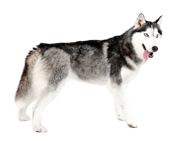 Bonito bonito husky — Fotografia de Stock