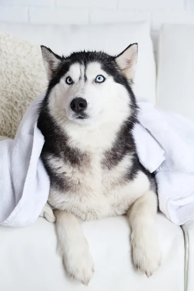 Bonito husky bonito com toalha deitada no sofá na sala branca — Fotografia de Stock