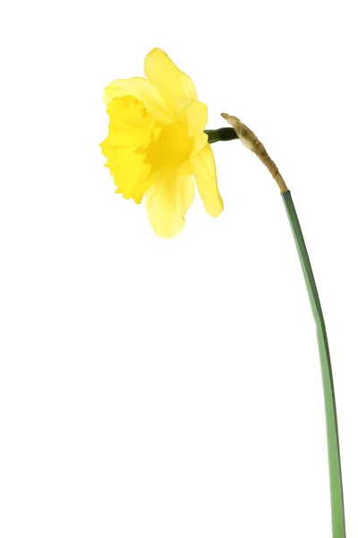 Narcissus flower isolated on white — Stock Photo, Image