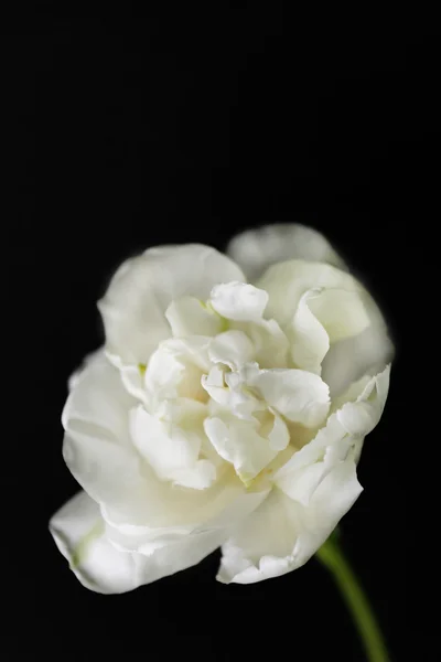 Tulipa branca fresca no fundo cinza — Fotografia de Stock