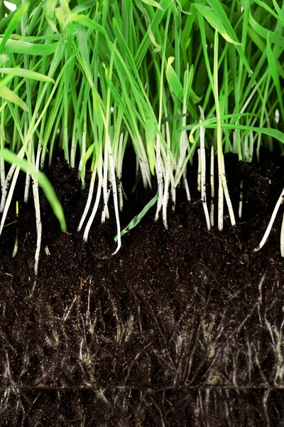 Green grass slice with roots — Stock Photo, Image