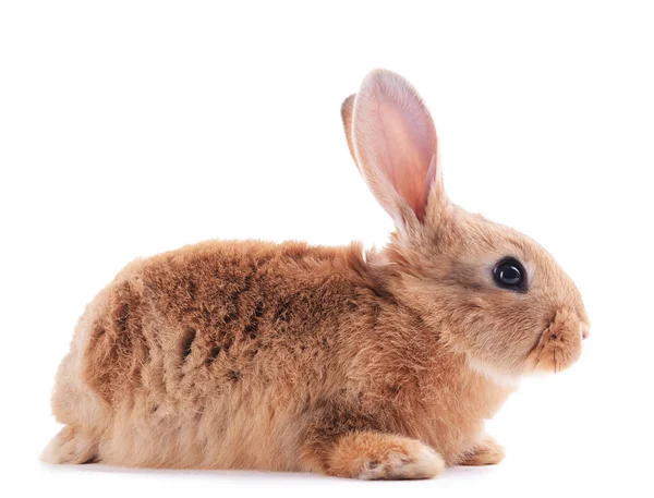 Kleines Kaninchen isoliert auf weiß — Stockfoto