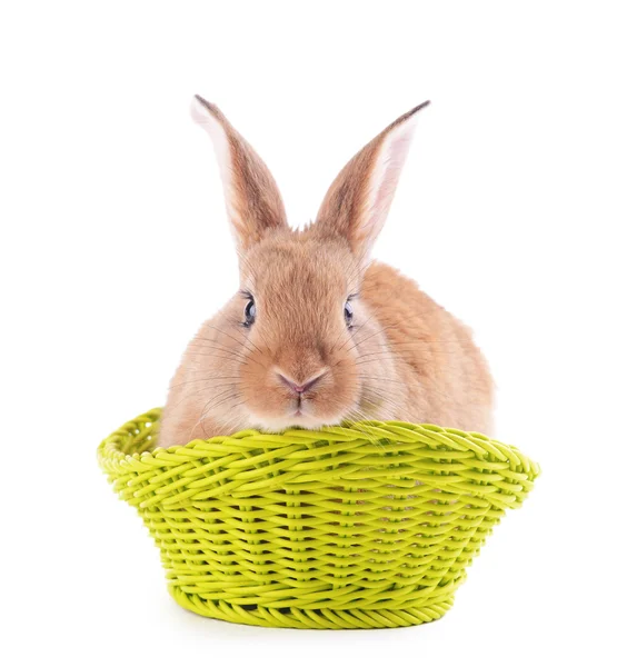 Little rabbit in wicker basket isolated on white — Stock Photo, Image