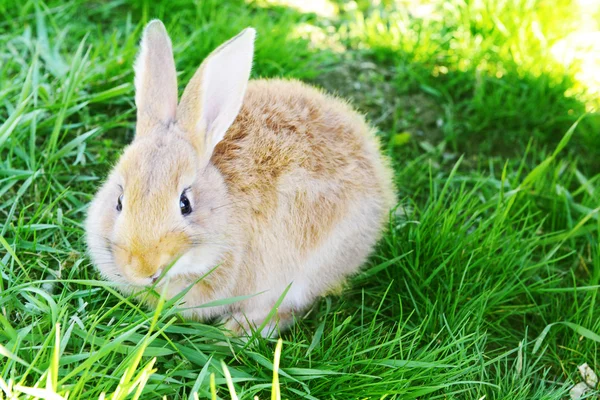 Pequeño conejo en primer plano de hierba —  Fotos de Stock