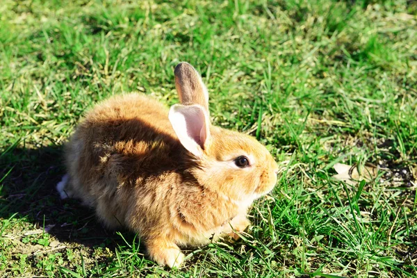 Pequeno coelho na grama close-up — Fotografia de Stock