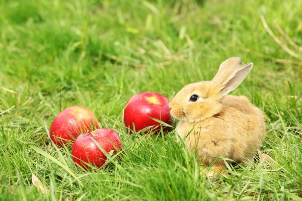 Little rabbit with apple in grass close-up — Stock Photo, Image