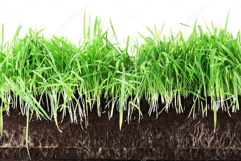 Green grass slice with roots