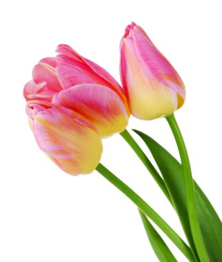 beyaz izole renk laleler