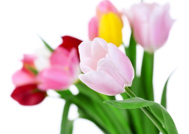 Lale bulanık arka plan üzerinde taze buket